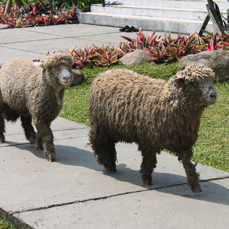 farming1